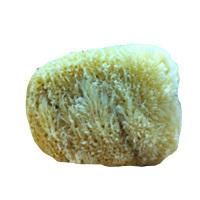 Facial Grass Sponge