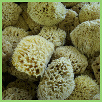 Wool Bathing Sponge (W)