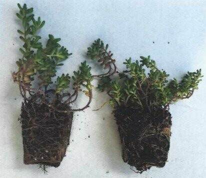 Mini-mottes de Sedum