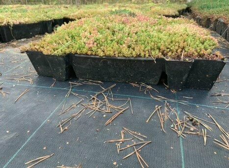 EDEN BOX GF - Bacs pré-cultivés