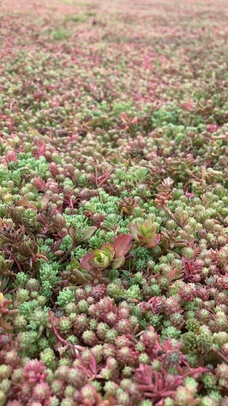 Tapis de Sedum
