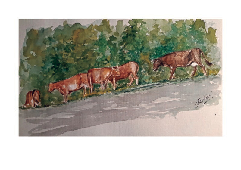 Vacas