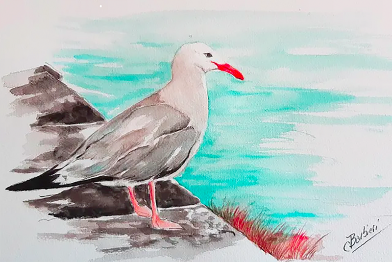 gaviota