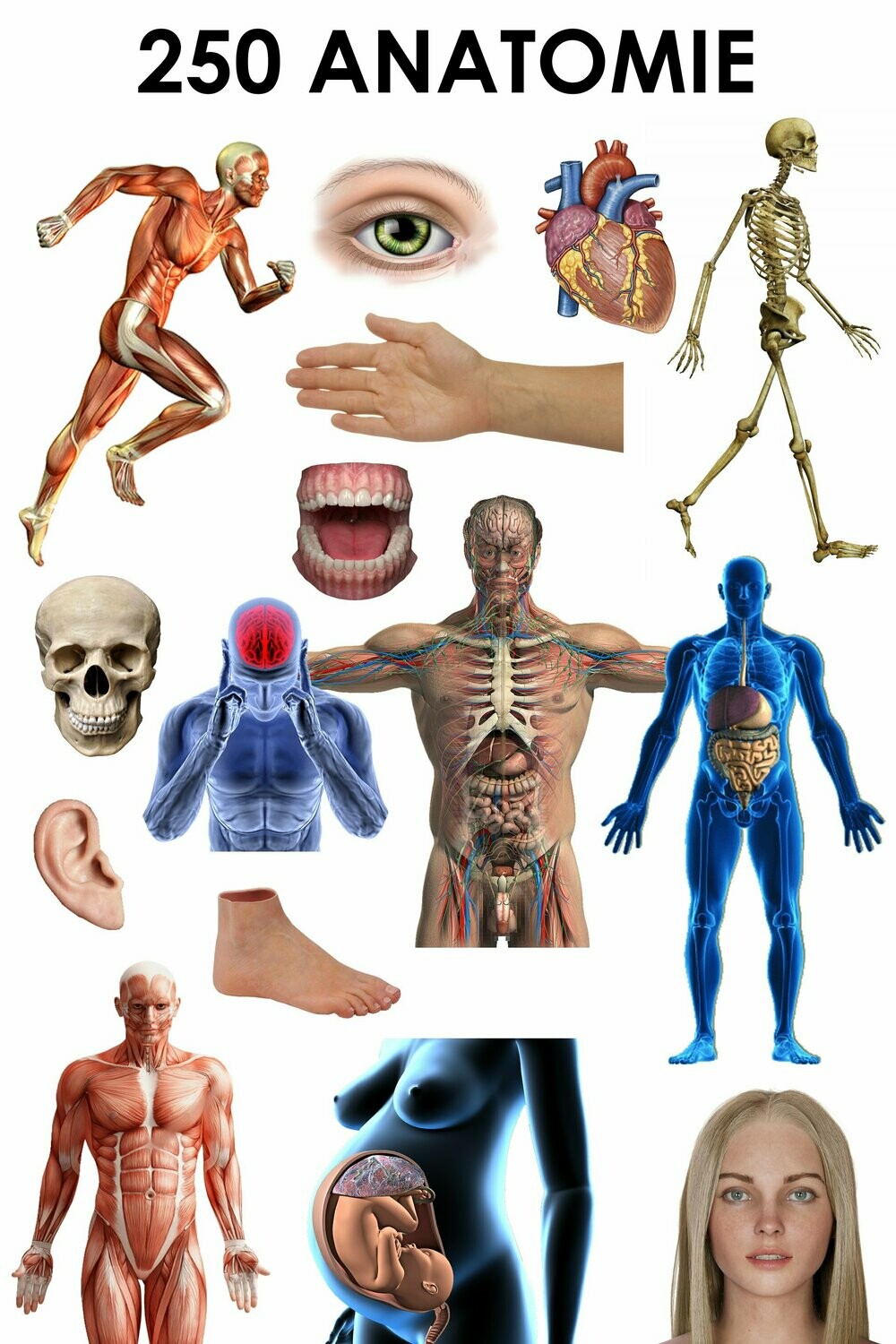 E. PACK ANATOMIE 250 PNG