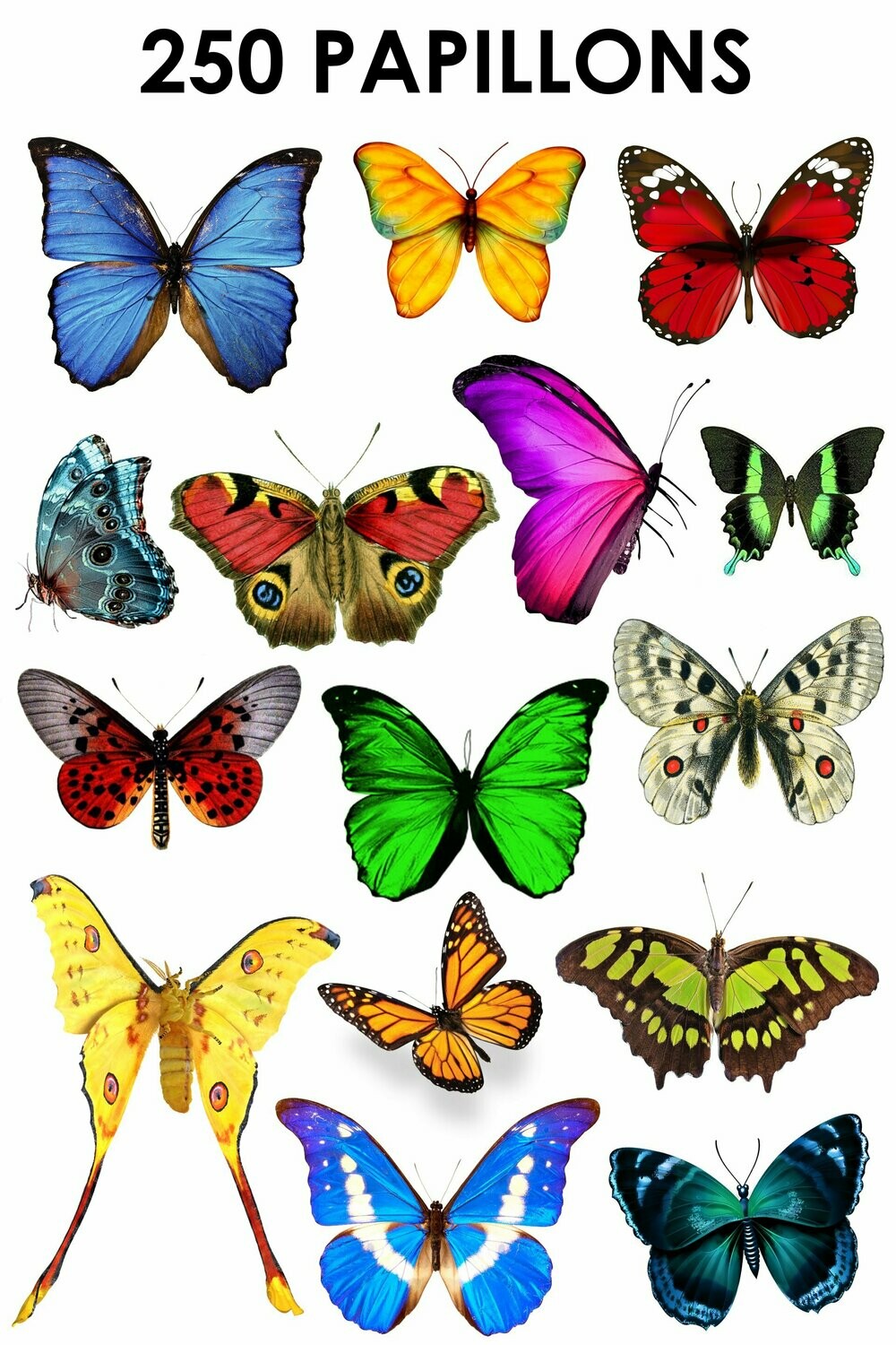 E. PACK PAPILLONS 250 PNG