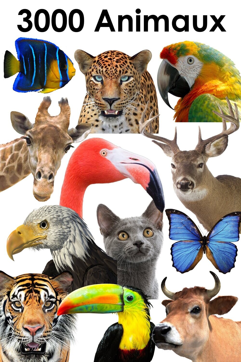 E. PACK ANIMAUX 3000 PNG