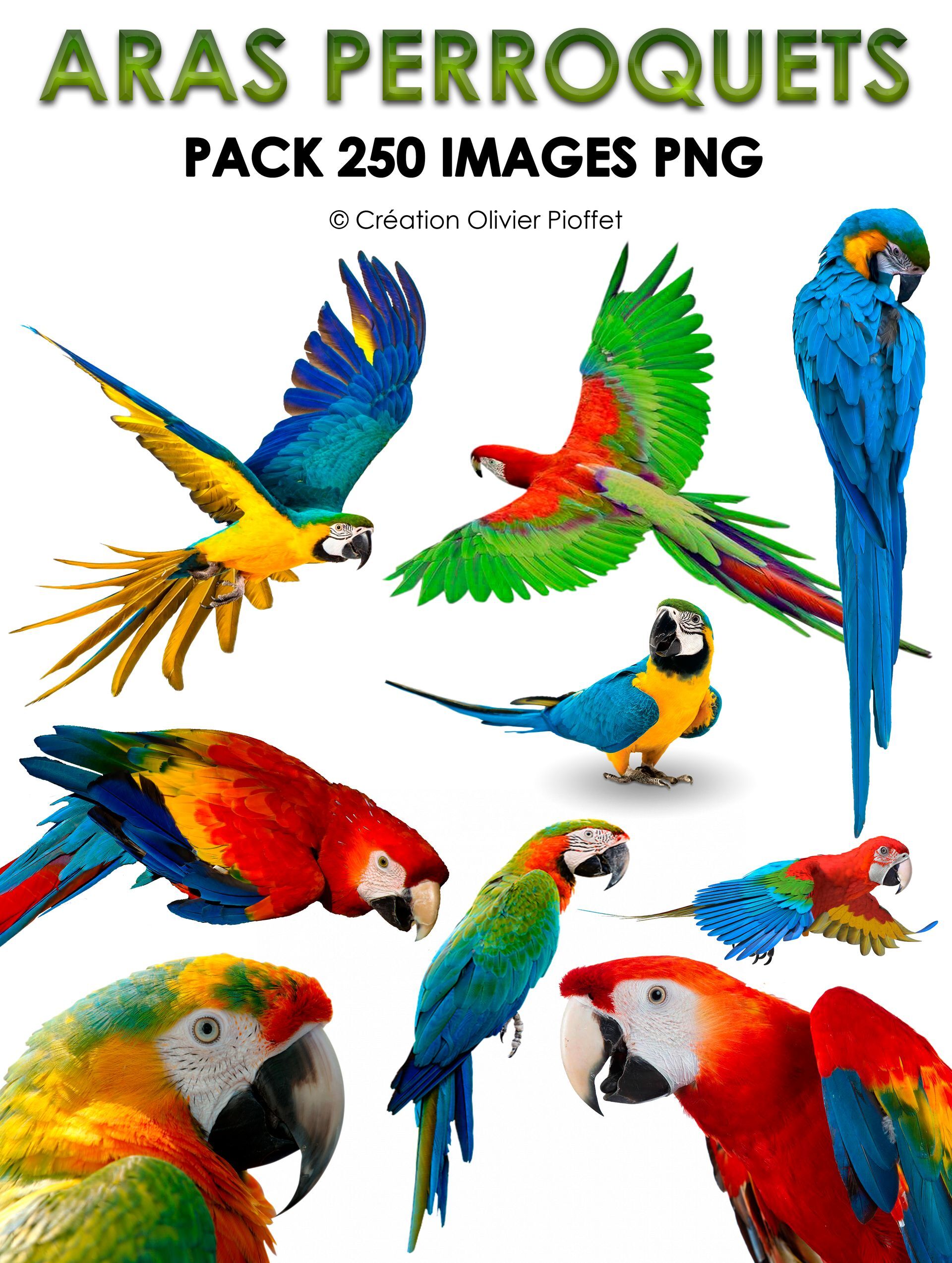 E. PACK ARAS & PERROQUETS 250 PNG