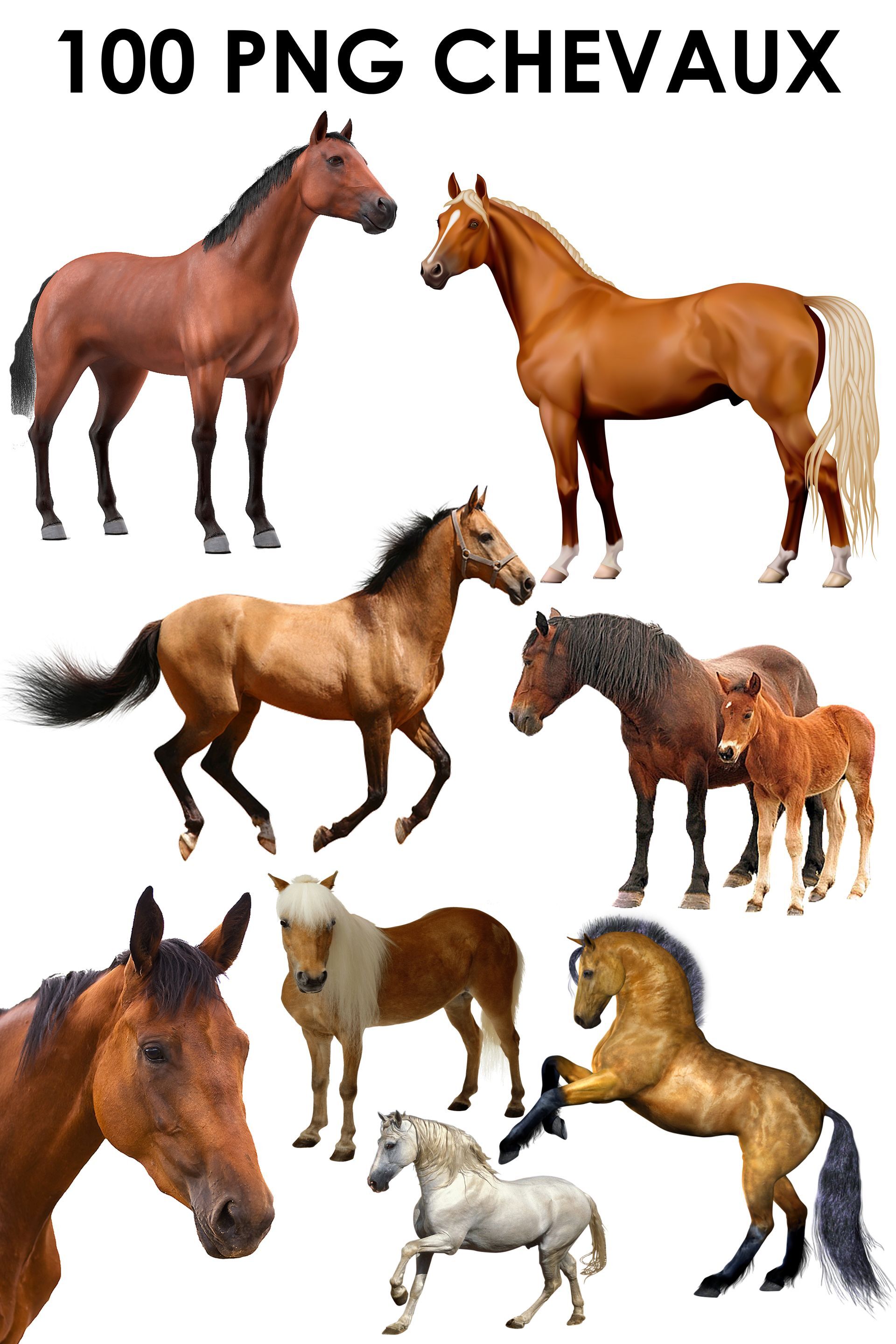 E. PACK 100 PNG CHEVAUX