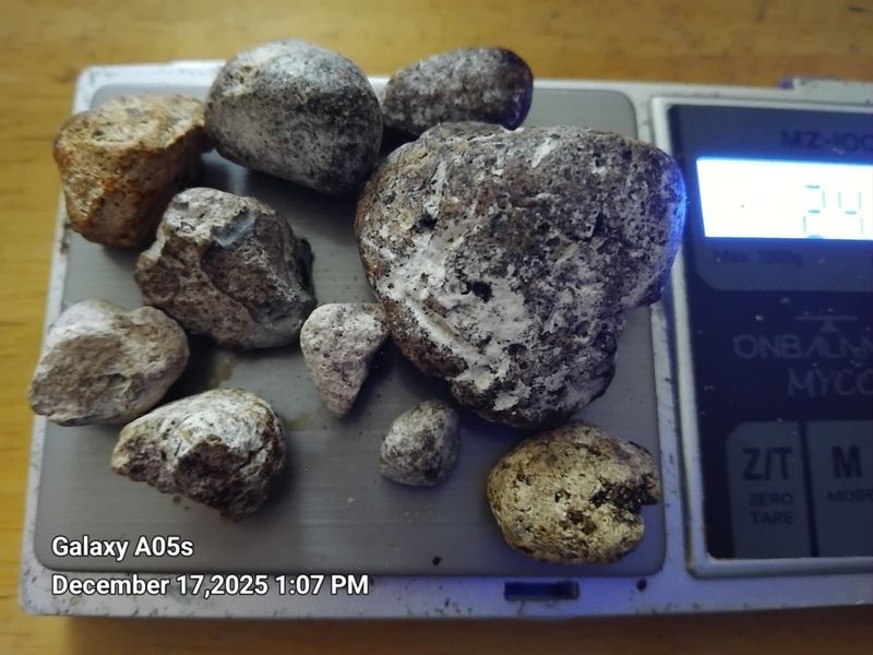 Ambergris, a Gorgeous 24g selection of Ambergris