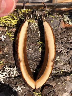 Alaskan Woolly Mammoth Ivory Tusk “Slice” “Ice Age” Gold Filled earrings!