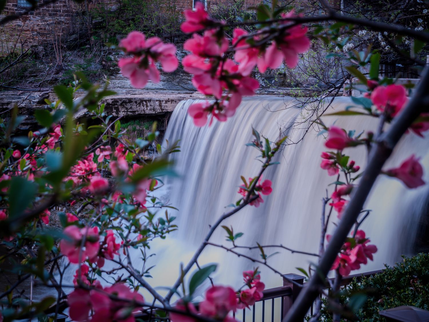 Falls at Chagrin Through the Blooms