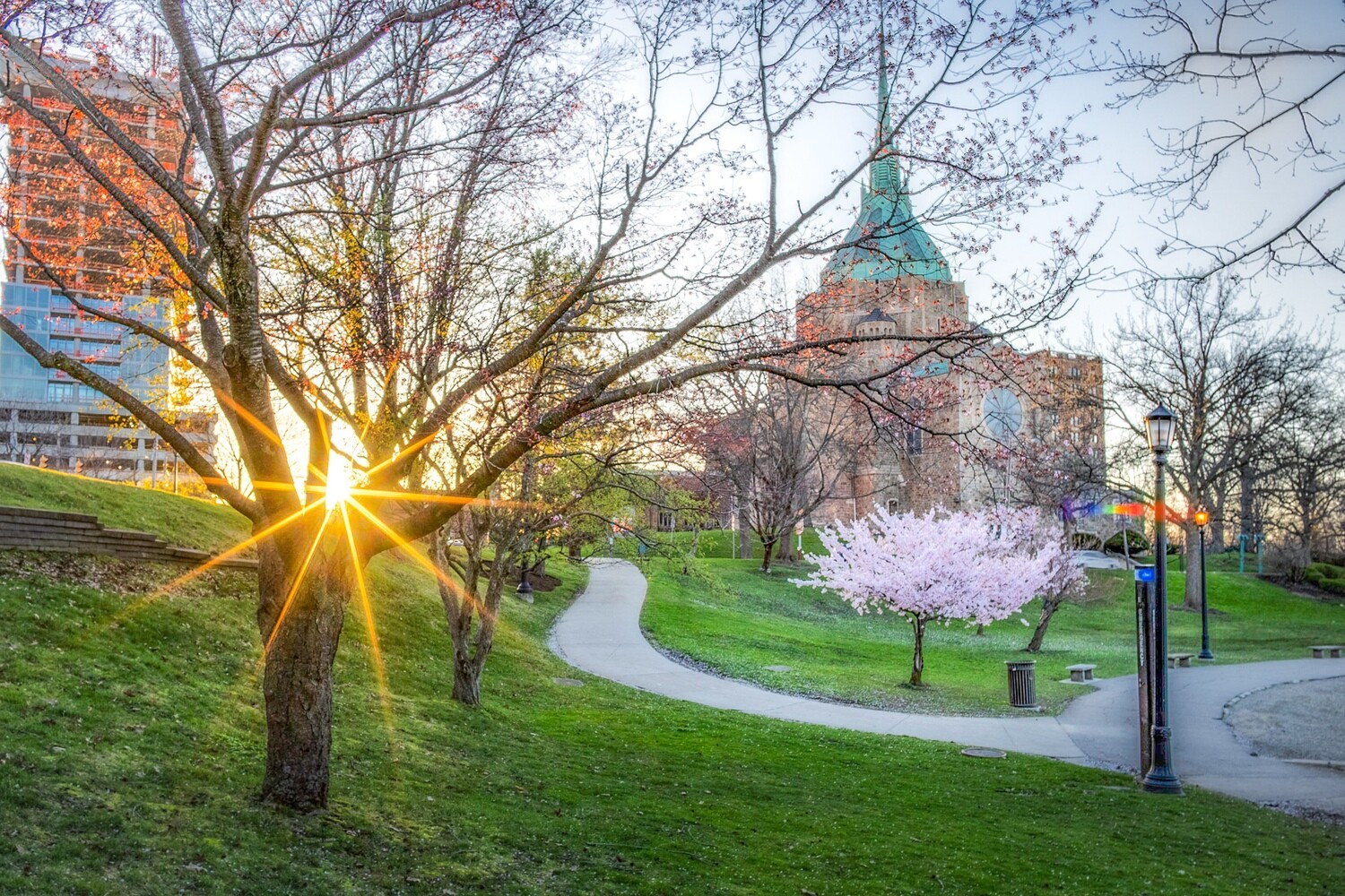 Cherry Blossoms during Sunset