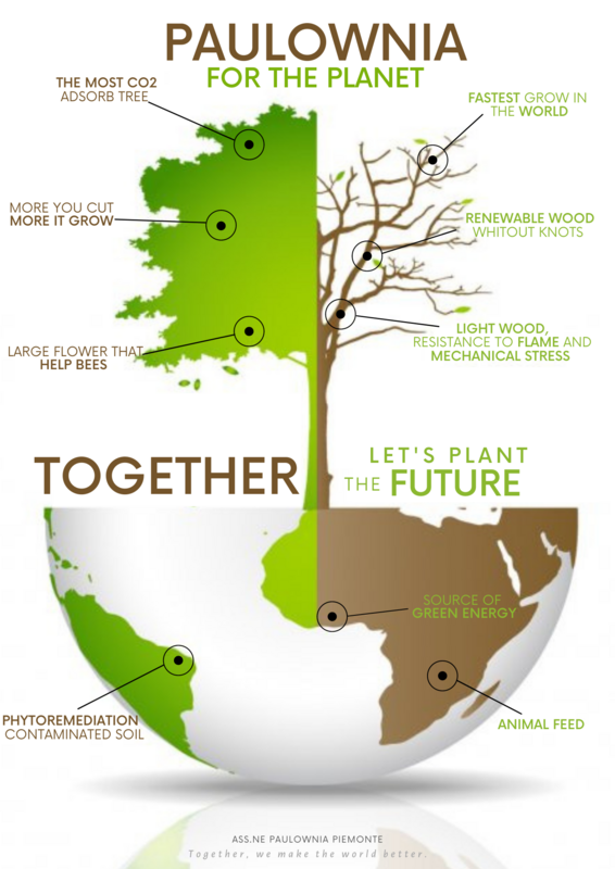 PIANTA UN ALBERO DI KIRI-PAULOWNIA