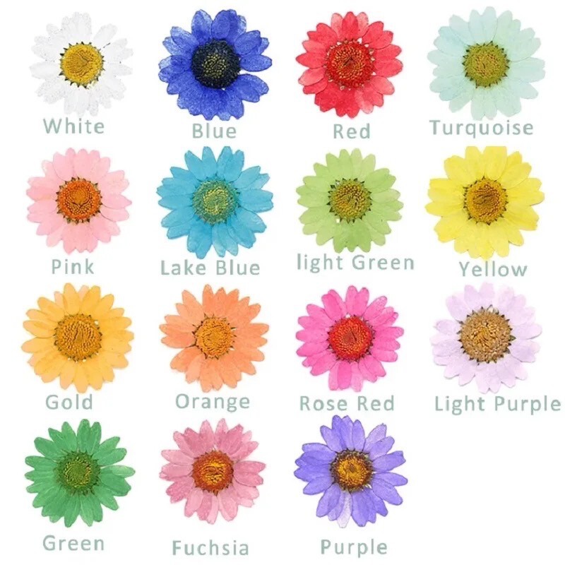 Pressed Dried Flowers 12 Pieces Per Pack