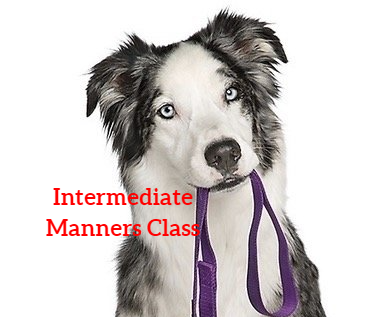 Intermediate Manners Mondays 7:30pm (Starts June 3)
Trainer: Lindsay Consiglio-Jackson