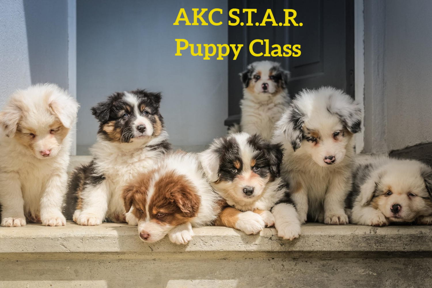 AKC S.T.A.R. Puppy Class. Wednesdays 6:30pm (Starts June 5) Trainer: Nil O'Boyle
