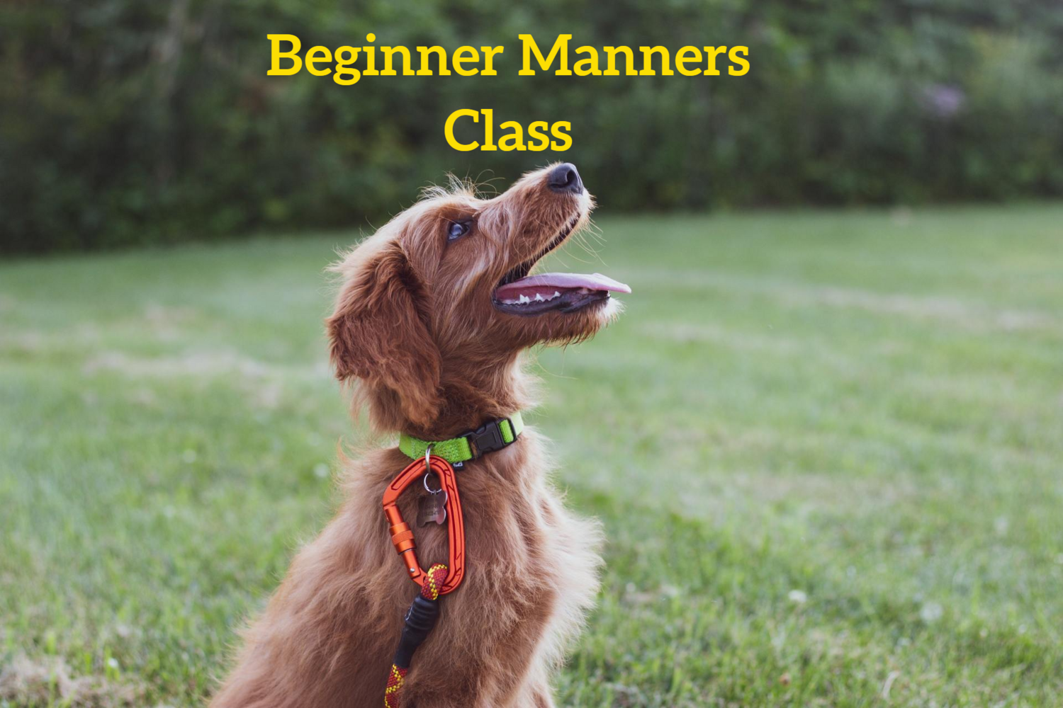Beginner Manners. Tuesdays at 6:30pm (Starts June 4)
Trainer: Nil O'Boyle