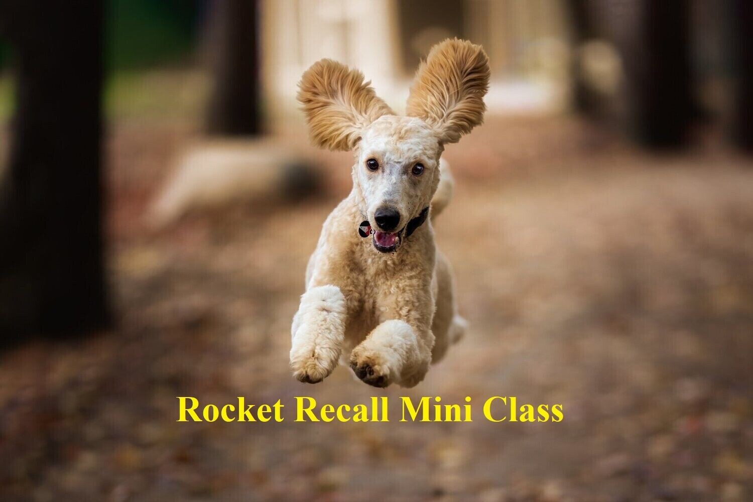 Rocket Recall! Mini Class. Tuesdays 7:30pm (Starts June 4) Trainer: Nil O'Boyle