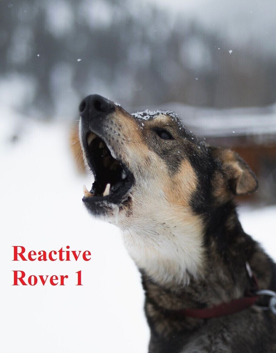 Reactive Rover . Fridays 6:00pm (Starts June 7) Trainer: Nil O'Boyle