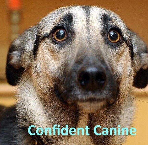 Confident Canine Wednesdays 7:30pm (Starts June 5) Trainer: Nil O'Boyle