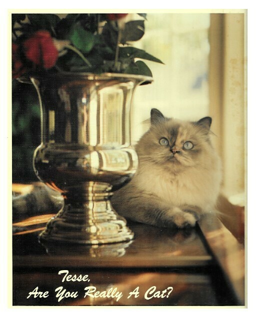 Harrold, D.C. / Tesse, Are You Really a Cat? | Johnson Printing | 1986