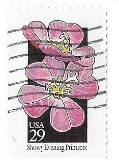 United States / 1992 | Showy Evening Primrose (29￠) | Postage Stamp