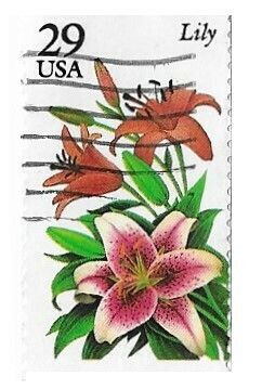 United States / 1994 | Lily (29￠)