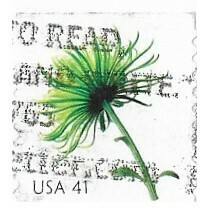 United States / 2007 | Chrysanthemum (41￠) | Postage Stamp