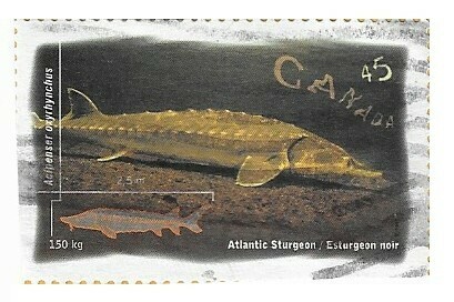 Canada / 1997 | Atlantic Sturgeon (45 ¢) | Postage Stamp