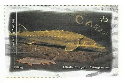 Canada / 1997 | Atlantic Sturgeon (45 ¢) | Postage Stamp