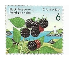 Canada / 1992 | Black Raspberry (6 ¢) | Postage Stamp