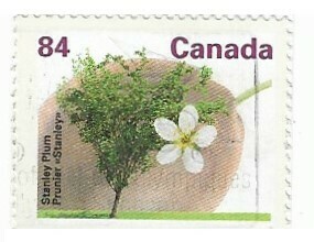 Canada / 1991 | Stanley Plum (84 ¢) | Postage Stamp