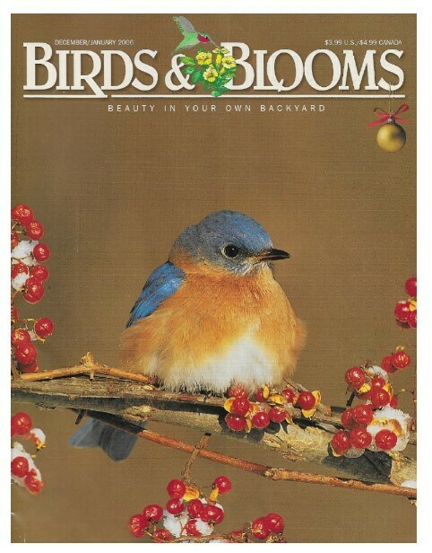 Birds + Blooms / American Bittersweet and Bluebird | December-January 2006