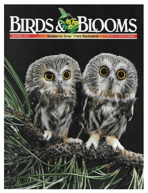 Birds + Blooms / Northern Saw-Whet Owls | April-May 2005