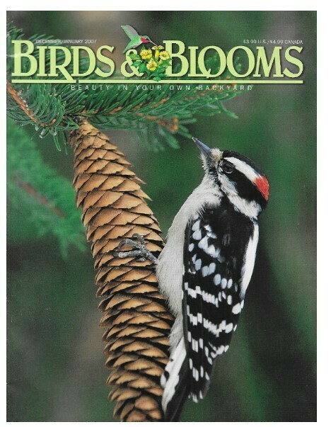 Birds + Blooms / Downy Woodpecker | December-January 2007