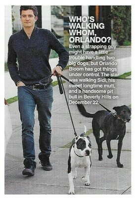 Bloom, Orlando / Who's Walking Whom, Orlando? / 2010