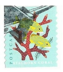 United States / 2019 | Staghorn Coral (Postcard) | Postage Stamp