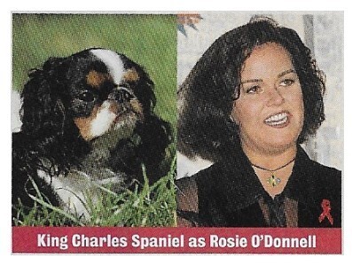 O&#39;Donnell, Rosie / King Charles Spaniel as Rosie O&#39;Donnell | Magazine Photo | 1994