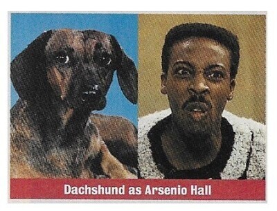 Hall, Arsenio / Dachshund as Arsenio Hall | Magazine Photo | 1994