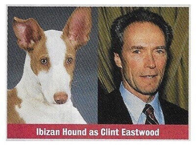 Eastwood, Clint / Ibizan Hound as Clint Eastwood / 1994