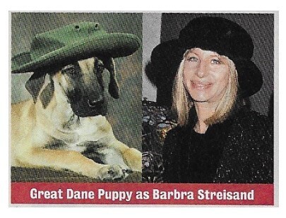Streisand, Barbra / Great Dane Puppy as Barbra Streisand | Magazine Photo | 1994