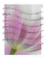 United States / 2023 / Lilac Tulip (Forever)