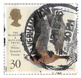 Great Britain / 1996 / White Fronted Goose (30 p)