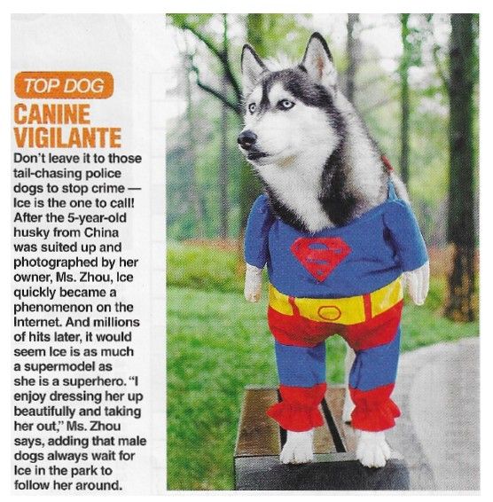 Animals (Dogs) / Canine Vigilante (March 2010)