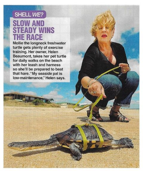 Animals (Turtles) / Slow and Steady Wins the Race (March 2010)