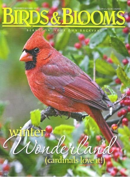 Birds + Blooms / Winter Wonderland (cardinals love it!) / December - January 2010