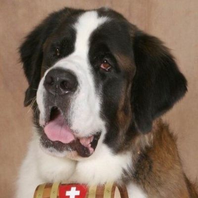 Beethoven (The Dog)