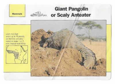 Giant Pangolin or Scaly Anteater / Grolier Inc. 6-2 / 1991
