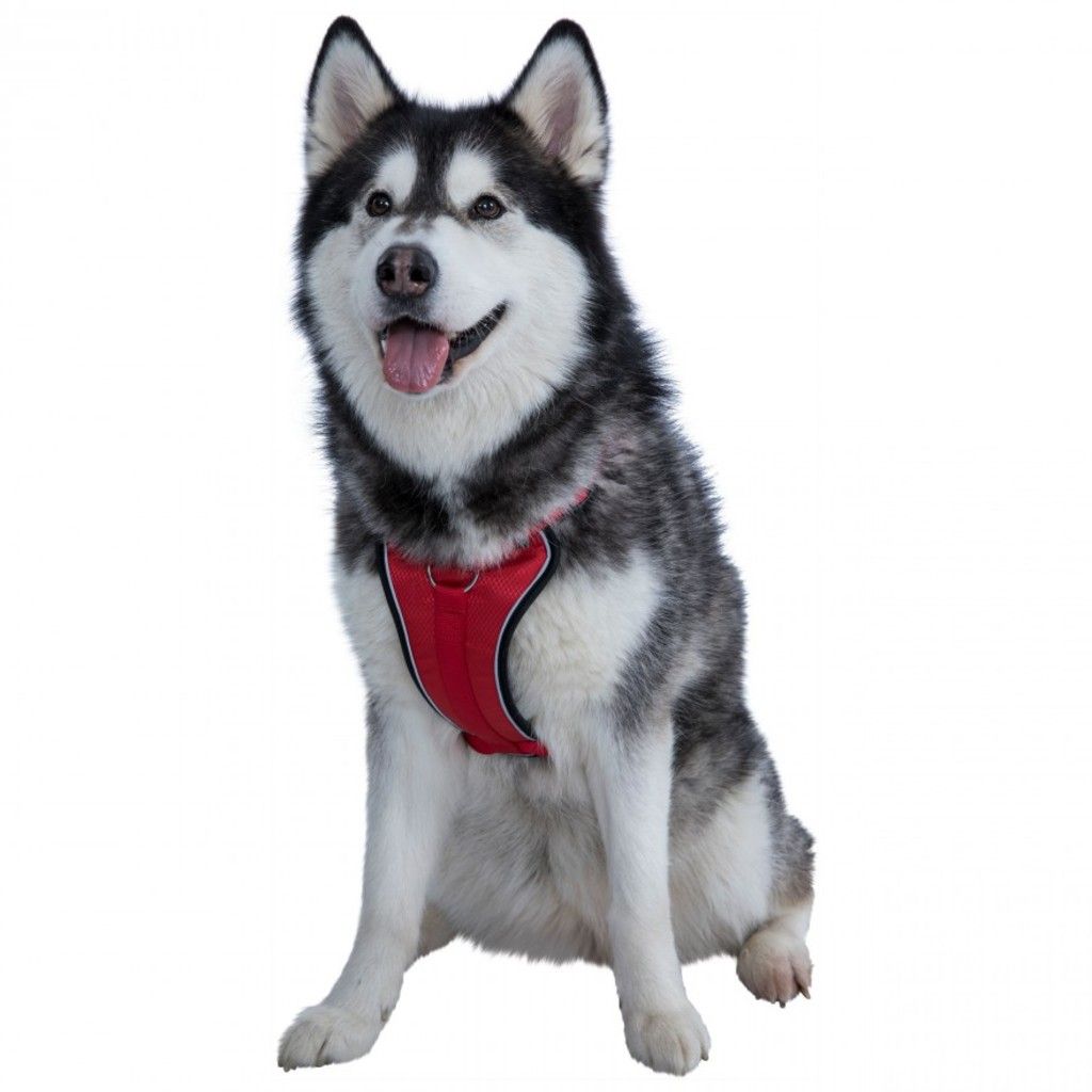 Trespass MINI TANKED - Hundegeschirr