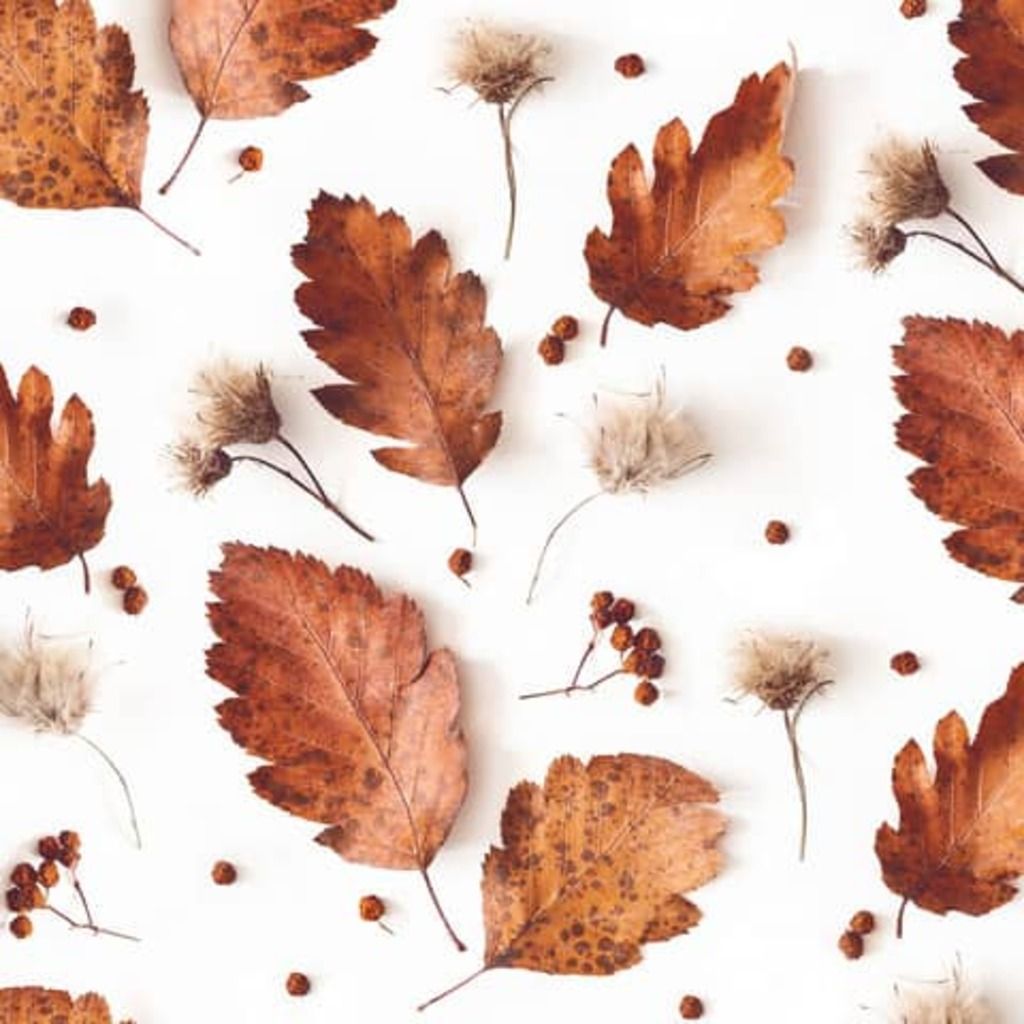 Braun&amp;Company Papierservietten &quot;Herbstlaub&quot;